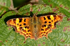 David Plant Photography - Wildlife Photography - Comma - C
